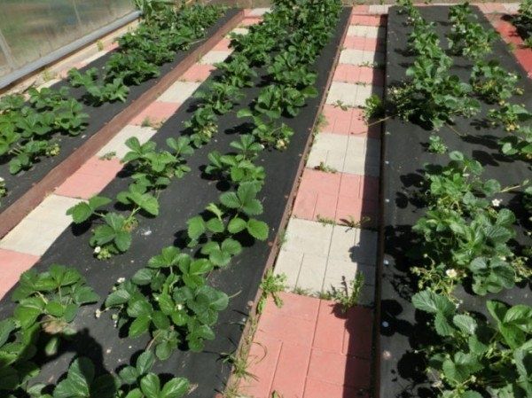Как вырастить клубнику: секреты успешной посадки и ухода в различных условиях