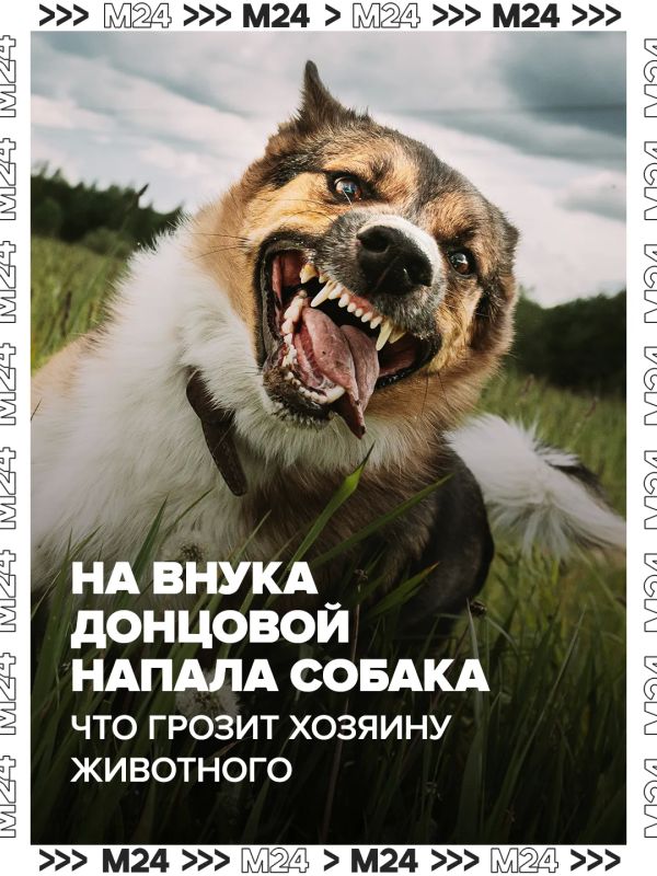 Автор детективов Дарья Донцова столкнулась с настоящей драмой: в подмосковной деревне Дубцы собака напала на её семилетнего внука