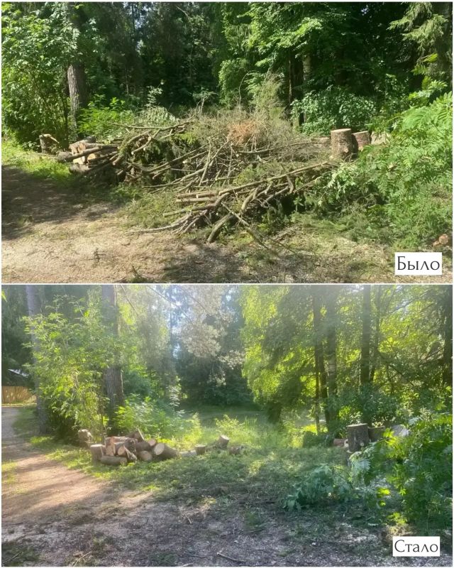 Порубочные остатки перерабатываются в мульчу: экологический подход к уходу за лесами