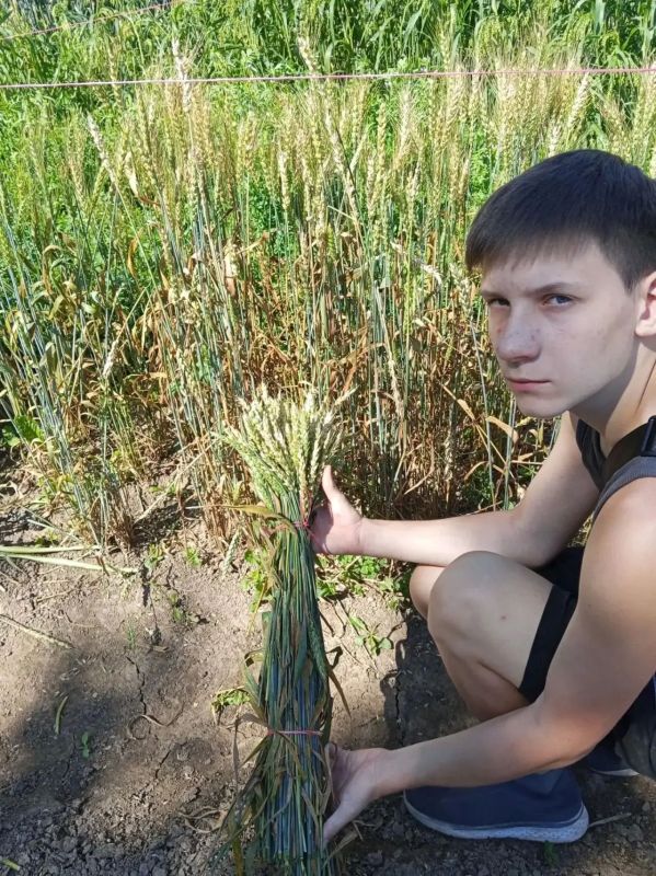 Практика на грядках. На учебно-опытном участке Малинской школы наступил самый насыщенный период летних полевых работ Практика на грядках. На учебно-опытном участке Малинской школы наступил самый насыщенный период летних полевых работ