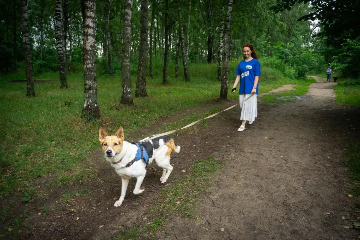 Корм для животных из приюта передали в Люберцах Корм для животных из приюта передали в Люберцах
