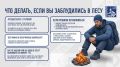 На территории Московской области участились случаи потери людей в лесах