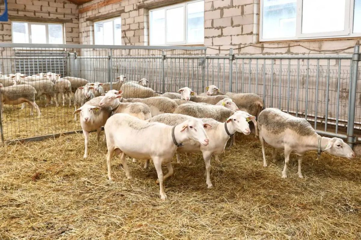Агропромышленный комплекс в Раменском округе развивается с каждым годом Агропромышленный комплекс в Раменском округе развивается с каждым годом