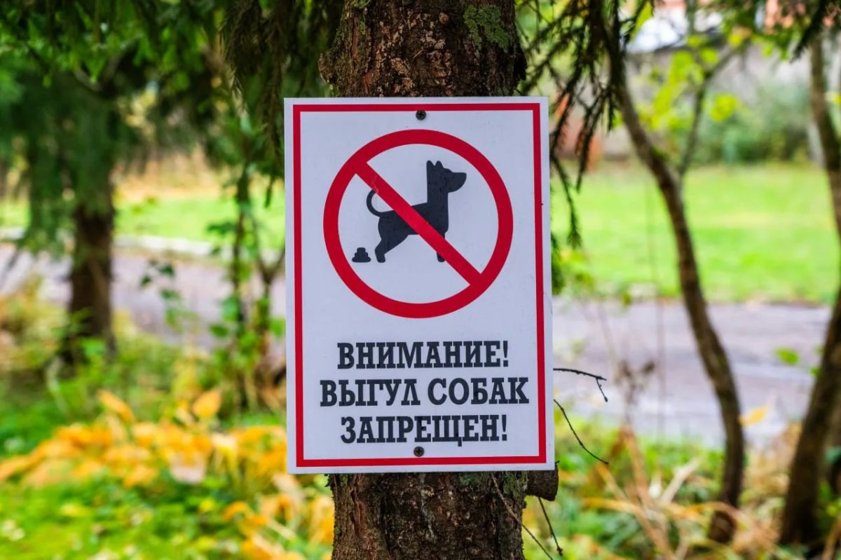 Лето, каникулы, прогулки – время радости… но и ответственности! Лето, каникулы, прогулки – время радости… но и ответственности!