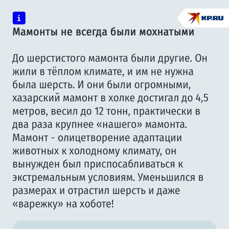 Когда мамонтов клонируют, они будут пастись на Колыме Когда мамонтов клонируют, они будут пастись на Колыме