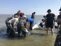 В Хабаровском крае спасли семью белух, застрявших на мели