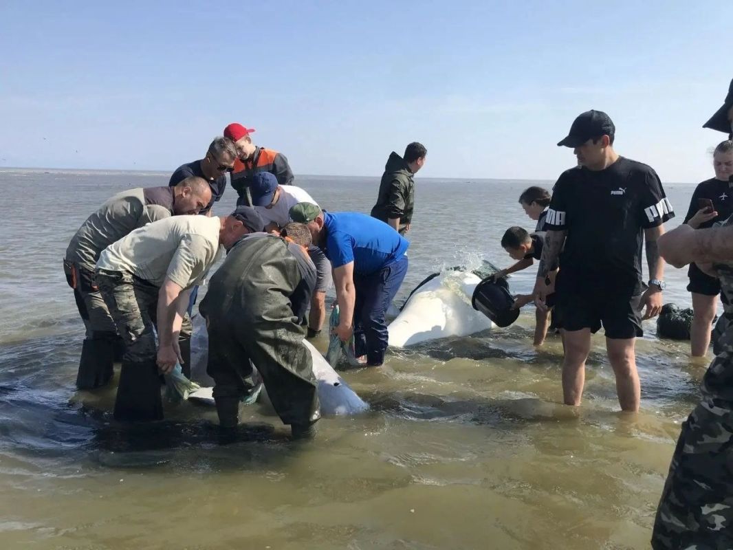 В Хабаровском крае спасли семью белух, застрявших на мели