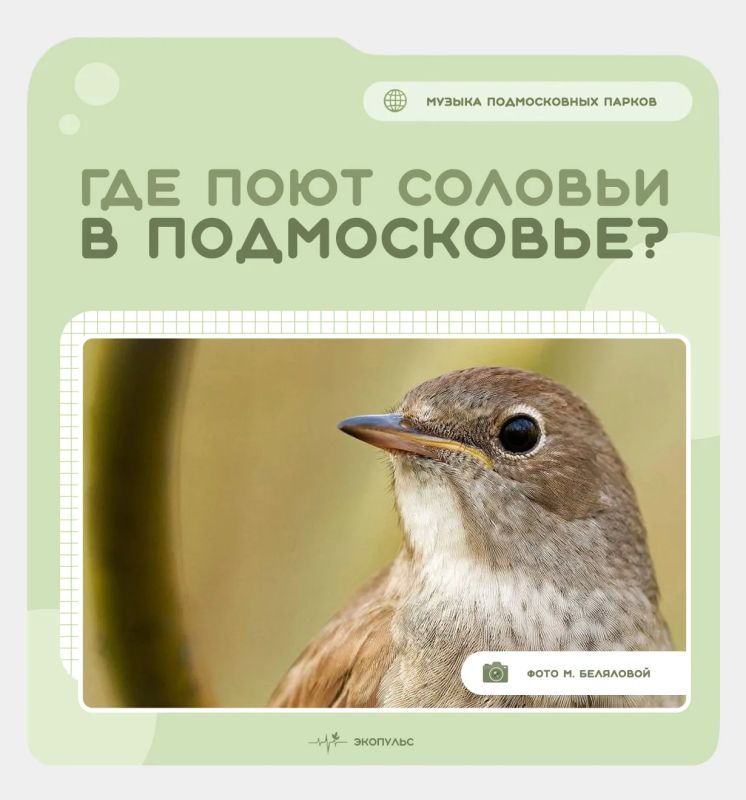 Подмосковье вошло в ТОП-10 по итогам акции «Соловьиные вечера»!