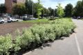 В Долгопрудном вдоль пешеходной зоны у «Полёта» высадили липы