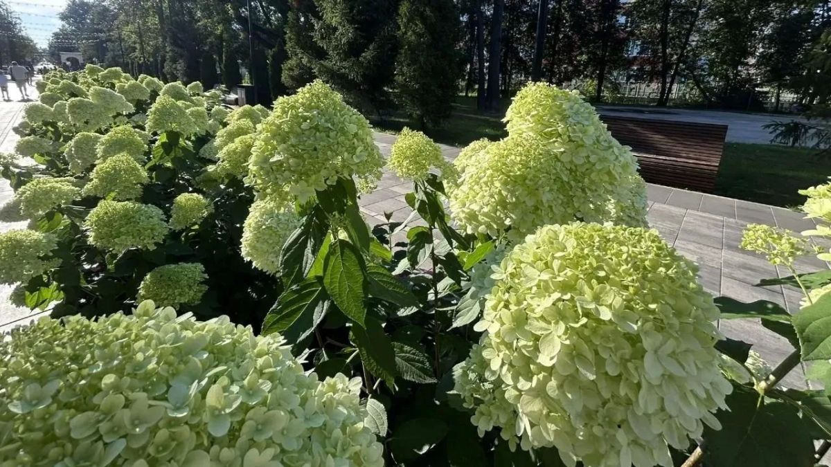 Гортензии, астильбы и флоксы: августовская палитра ступинского парка имени Островского Гортензии, астильбы и флоксы: августовская палитра ступинского парка имени Островского