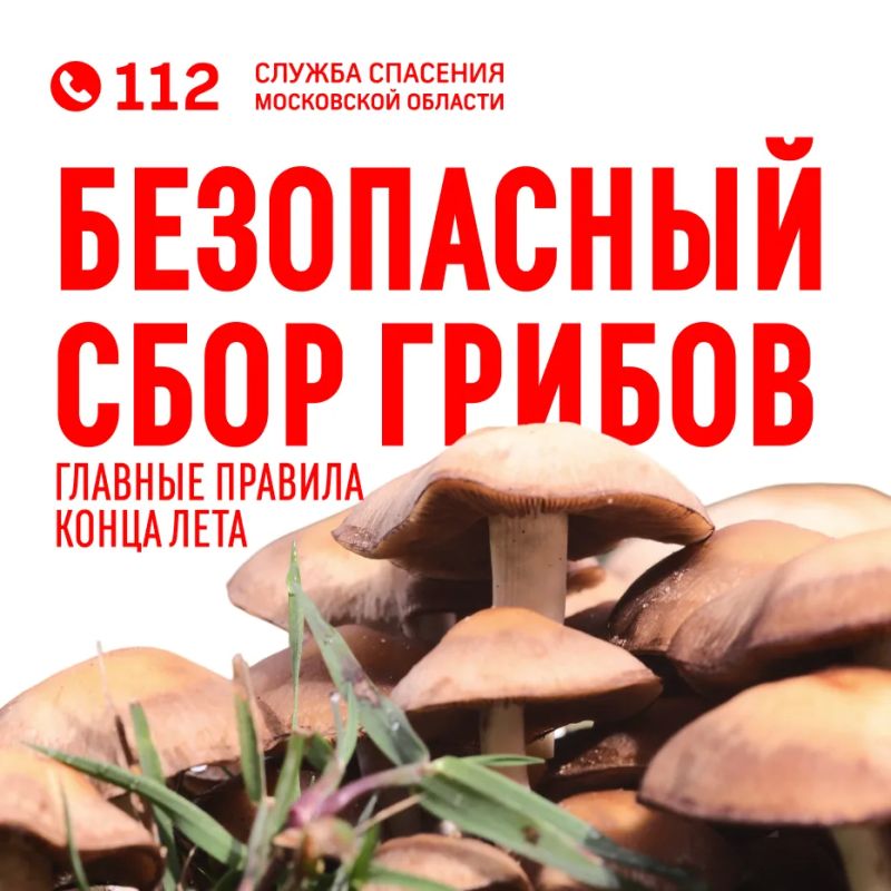 Август — разгар грибного сезона