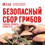 Август — разгар грибного сезона