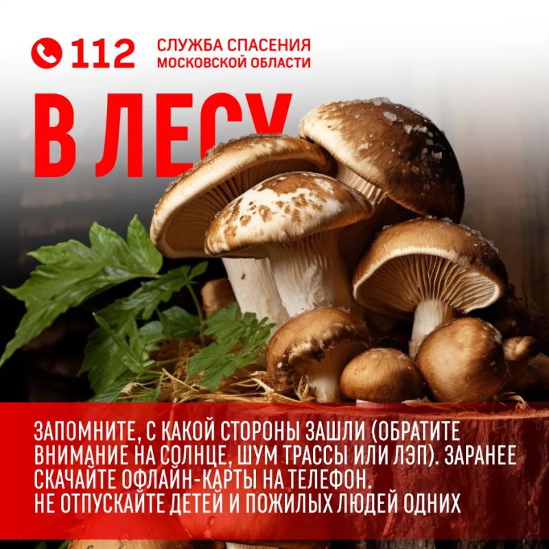 Август — разгар грибного сезона Август — разгар грибного сезона