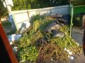Ветки в мусорку больше не выбрасываем! Верховный суд вынес окончательный вердикт