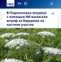 «В Подмосковье впервые с помощью ИИ выписали штраф за борщевик на частном участке»: Хозяину дачи пришлось заплатить 150 тыс рублей