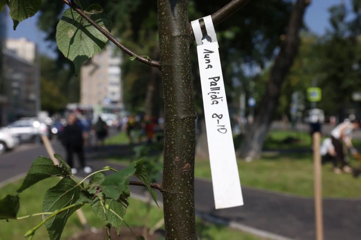 В Реутове посадили деревья около торгового центра на улице Ленина В Реутове посадили деревья около торгового центра на улице Ленина