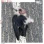 Байкер получил контузию после столкновения с вороной на скорости 270 км/ч в Подмосковье