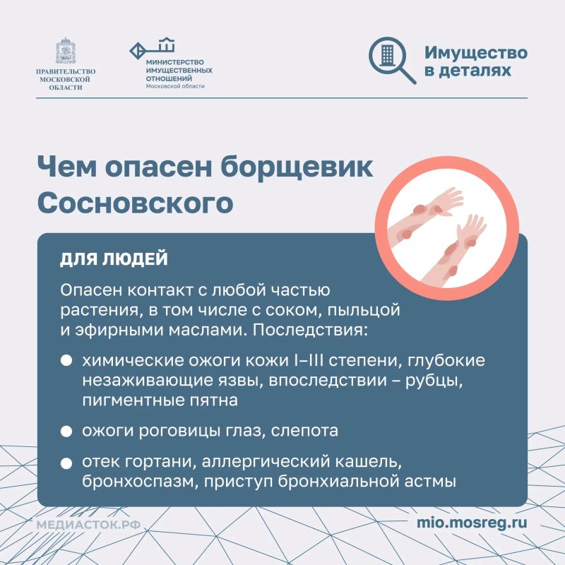 Почему собственники участков обязаны бороться с борщевиком? Почему собственники участков обязаны бороться с борщевиком?