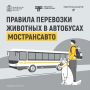 Планируете поездку с питомцем на автобусе? В карточках Мострансавто – правила перевозки животных в транспорте