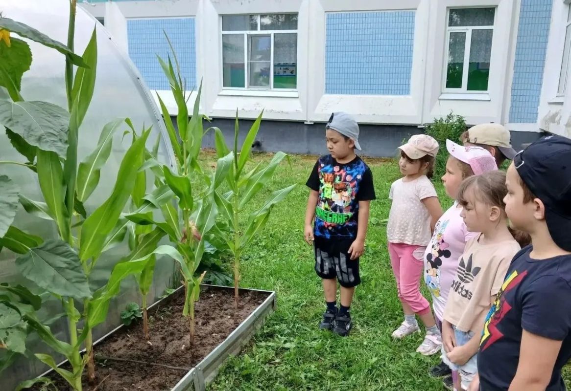 В дошкольном отделении «Ивушка» продолжается агропроект «Кукуруза — царица полей» В дошкольном отделении «Ивушка» продолжается агропроект «Кукуруза — царица полей»