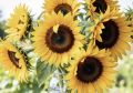 Доброе утро, Серпухов!. Синоптики обещают нам сегодня до +18°C