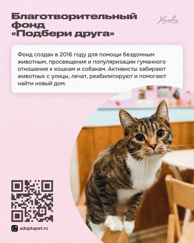 Приюты и фонды Химок: здесь ждут помощи и дарят надежду Приюты и фонды Химок: здесь ждут помощи и дарят надежду