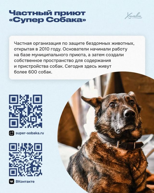 Приюты и фонды Химок: здесь ждут помощи и дарят надежду Приюты и фонды Химок: здесь ждут помощи и дарят надежду
