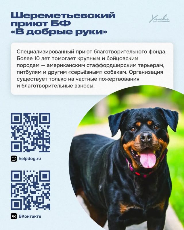 Приюты и фонды Химок: здесь ждут помощи и дарят надежду Приюты и фонды Химок: здесь ждут помощи и дарят надежду