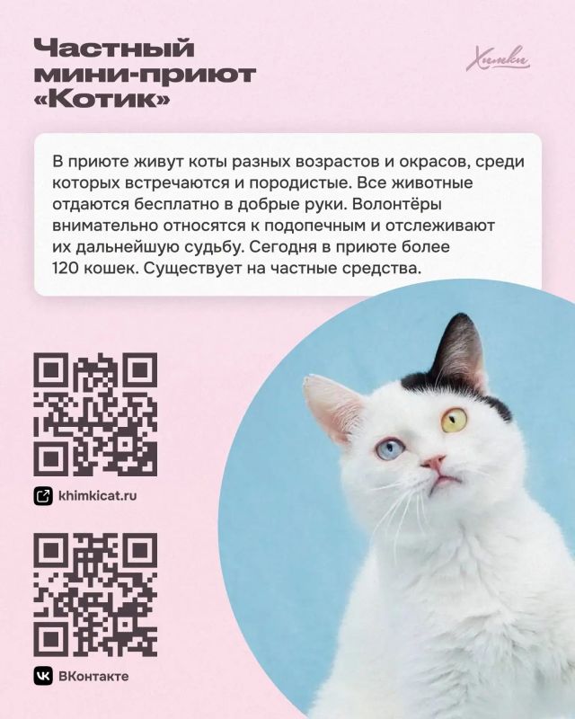 Приюты и фонды Химок: здесь ждут помощи и дарят надежду Приюты и фонды Химок: здесь ждут помощи и дарят надежду