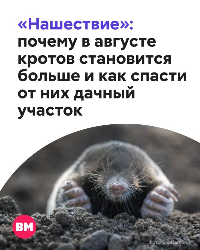 В сети заговорили о нашествии кротов — будто в Московской области их стало чуть ли не вдвое больше