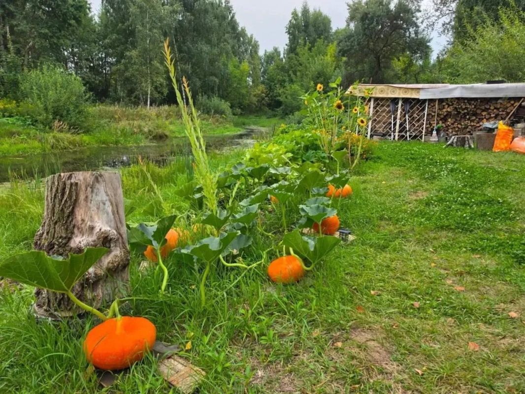 Ярко красная бегония, розовые флоксы, бело-голубые астры, шарообразные соцветия гортензий, разноцветные гладиолусы, оранжевые тыквы, батут, беседки с шезлонгами, котстровая чаша-это лишь часть перечисленного из того, что... Ярко красная бегония, розовые флоксы, бело-голубые астры, шарообразные соцветия гортензий, разноцветные гладиолусы, оранжевые тыквы, батут, беседки с шезлонгами, котстровая чаша-это лишь часть перечисленного из того, что...