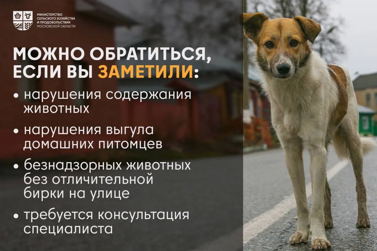 Один номер – по всем вопросам содержания животных Один номер – по всем вопросам содержания животных