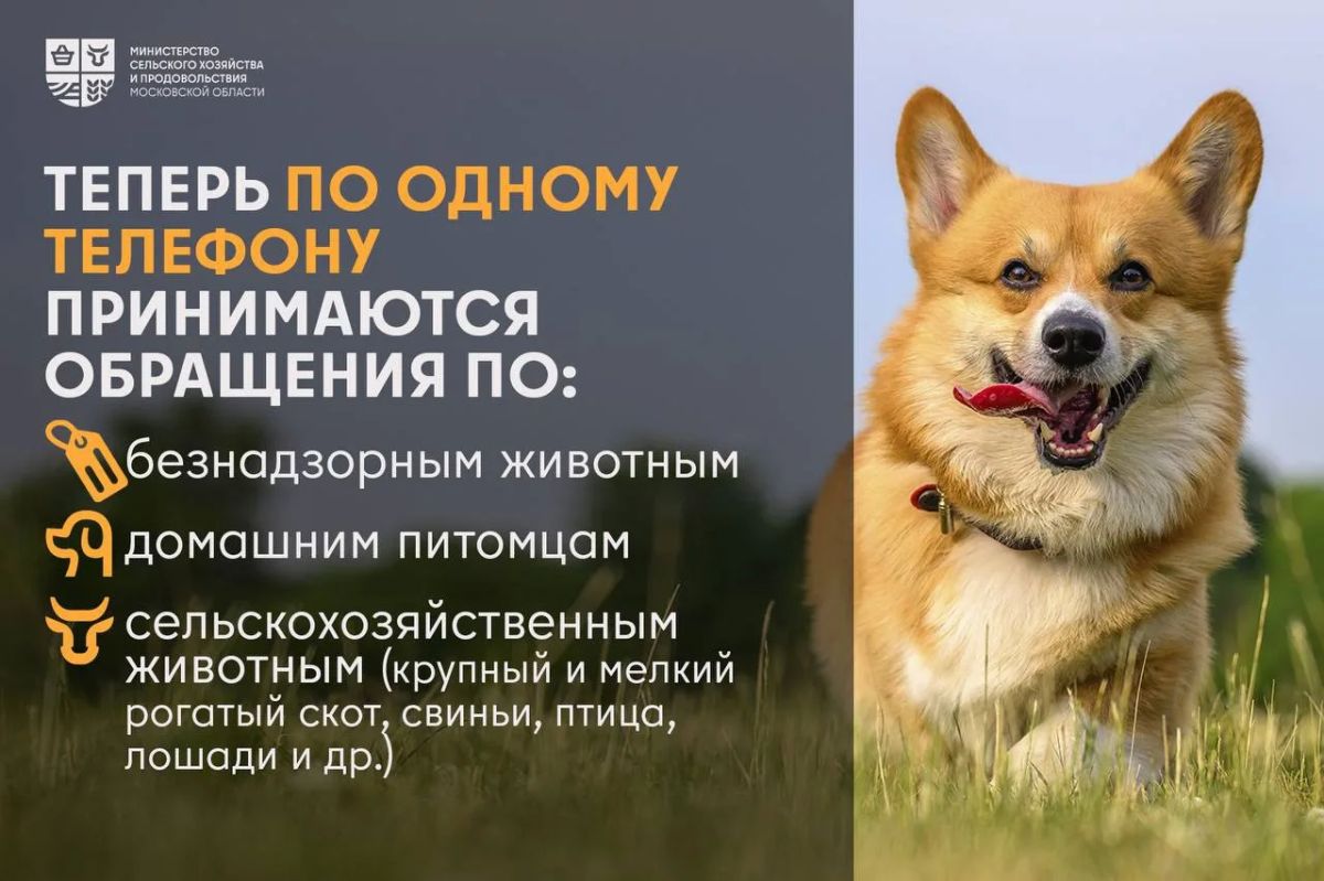Один номер – по всем вопросам содержания животных Один номер – по всем вопросам содержания животных