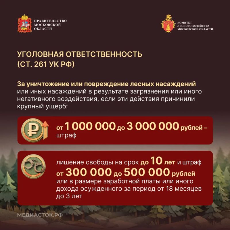Санитарная безопасность в лесах: правила и ответственность за их нарушение Санитарная безопасность в лесах: правила и ответственность за их нарушение