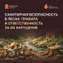 Санитарная безопасность в лесах: правила и ответственность за их нарушение