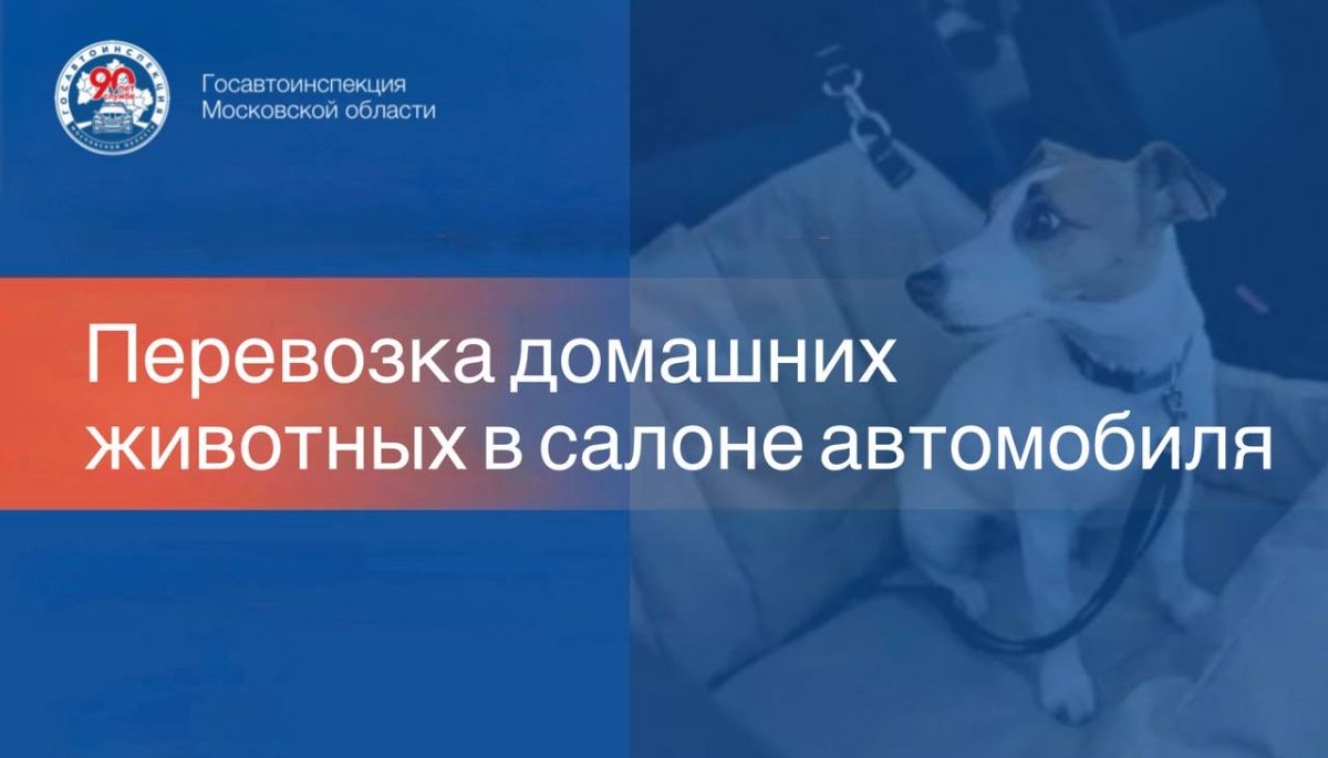 Домашних питомцев не рекомендуется перевозить на переднем сиденье автомобиля