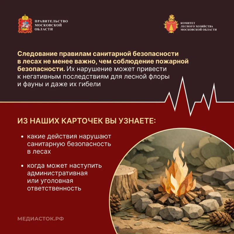 Санитарная безопасность в лесах: правила и ответственность за их нарушение Санитарная безопасность в лесах: правила и ответственность за их нарушение