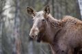 Сегодня День рождения национального парка «Лосиный остров»