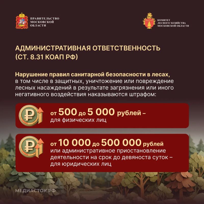 Санитарная безопасность в лесах: правила и ответственность за их нарушение Санитарная безопасность в лесах: правила и ответственность за их нарушение