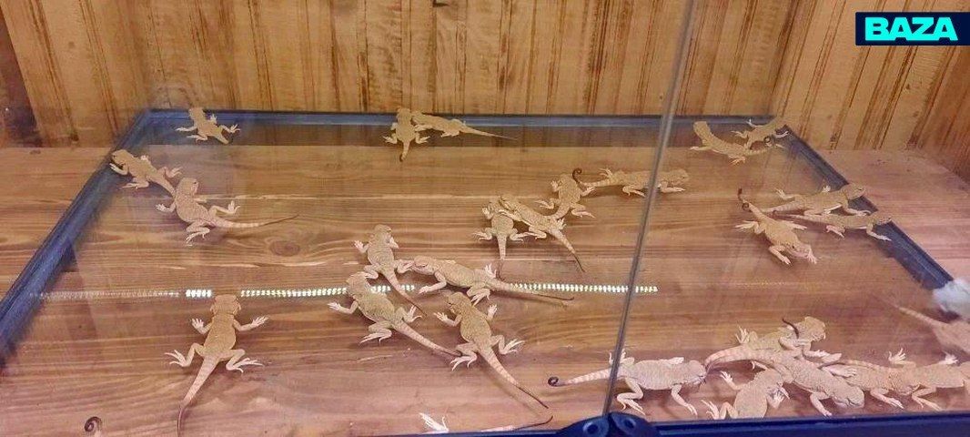 Больше сотни краснокнижных ящериц пытались вывезти из Калининграда в подкладке куртки