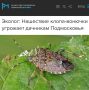 «Нашествие клопа-вонючки угрожает дачникам Подмосковья»: Вредители уничтожают урожай и с наступлением холодов массово забираются в дома