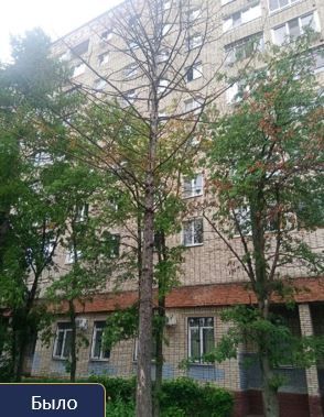 Решаем вместе. Жительница Наталья из Климовска, Первомайская улица, обратилась с просьбой убрать сухое дерево Сутки — и проблема решена