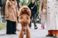 А вот и пушистые гости Щёлковского городского парка - обнюхивают и осваивают новую площадку для выгула собак