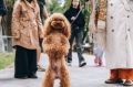 А вот и пушистые гости Щёлковского городского парка - обнюхивают и осваивают новую площадку для выгула собак