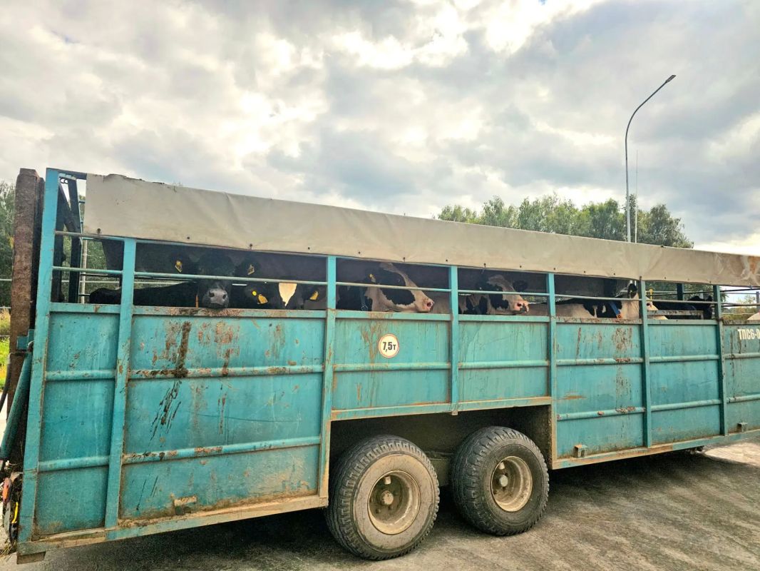 На «Дне поля Московской области» Игорь Сергеенко, руководитель домодедовского племзавода «Повадино», пригласил посетить новую молочную ферму, открытую этим летом На «Дне поля Московской области» Игорь Сергеенко, руководитель домодедовского племзавода «Повадино», пригласил посетить новую молочную ферму, открытую этим летом