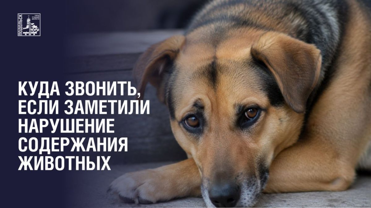 Куда звонить, если заметили нарушение содержания животных