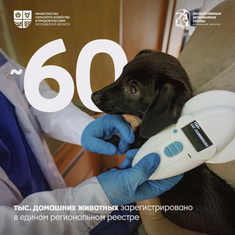 Ветеринария — это призвание, которое выбирают сердцем Ветеринария — это призвание, которое выбирают сердцем