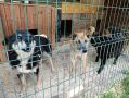 В ногинском Центре образования № 21 ученики 7 «В» класса провели традиционную акцию «Лапки вместо цветов», в ходе которой вместо множества букетов учителю был вручён один общий, а сэкономленные средства направлены на нужды...