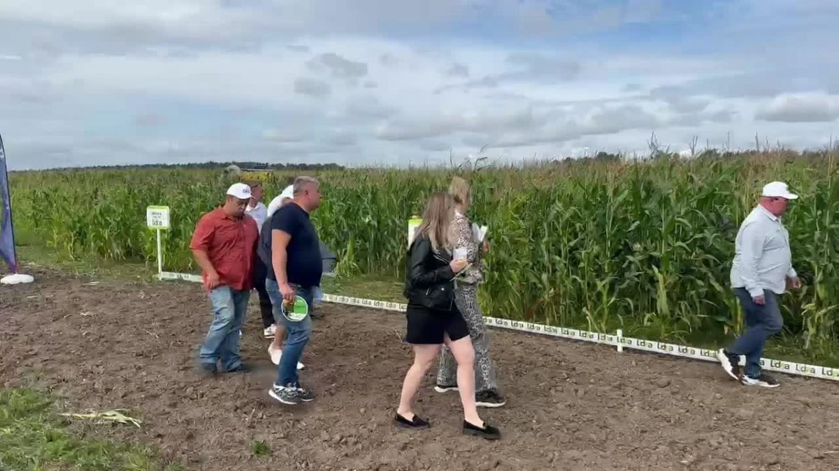 В озёрском агрохолдинге «ОСП агро» тестируют сорта кукурузы для улучшения собственной кормовой базы и повышения продуктивности стада