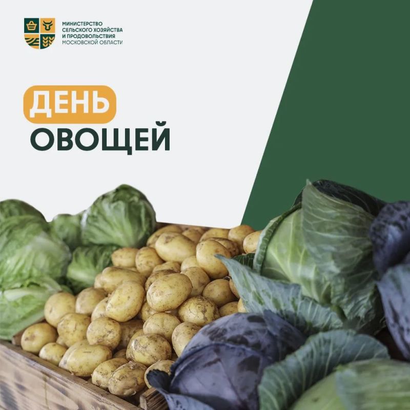 Почти 45 тыс. тонн – столько овощей и картофеля уже собрали в Подмосковье